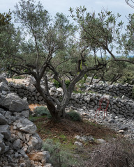 Fototapeta na wymiar Olive grove and stone walls near the city of Cres
