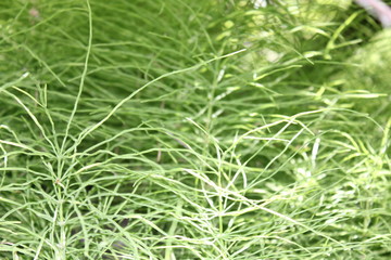 Water Plants by Skip Weeks