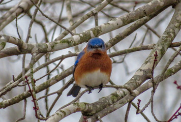 Blue Bird on a branch 