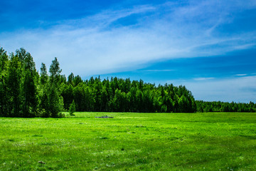 glade on the background of birch forest