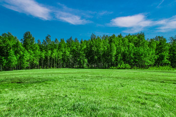 glade on the background of birch forest