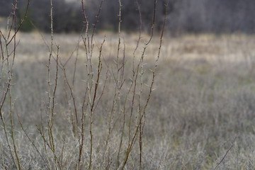 grass in winter