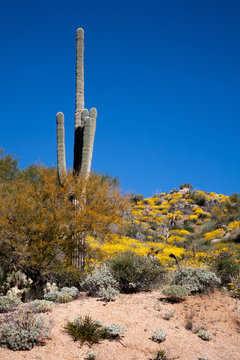 Spring wildflowers bloom in the desert sun © David Halgrimson