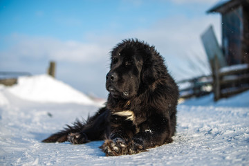 Newfoundland Dog Laying in the Snow in Quebec Canada