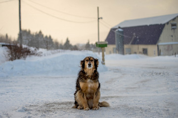 Dog Sitting in the Snow in a Winter Sunset