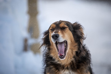 Yawning Dog