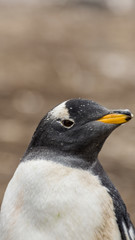 Naklejka premium Gentoo Penguins Colony on the Falklands Islands
