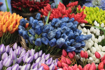 aerial photo of many colorful tulips in Amsterdam