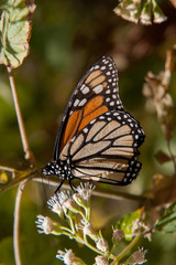 Obraz premium mariposa monarca20