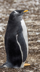 Gentoo Penguins Colony on the Falklands Islands