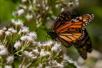mariposa monarca14