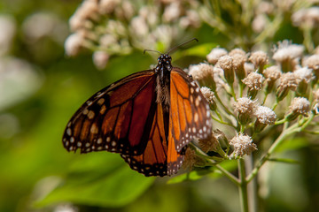 mariposa monarca15