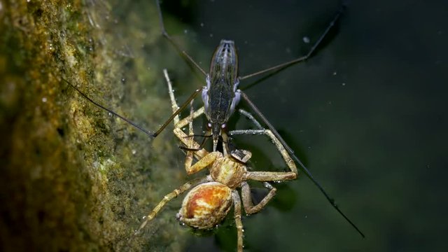 Water strider Aquarius paludum eating spider