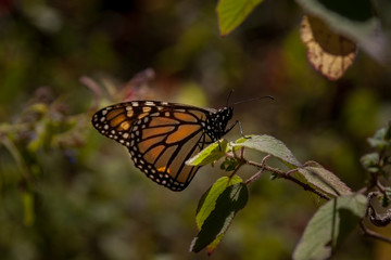 mripoas monarca10