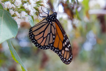Obraz premium mariposa monarca5