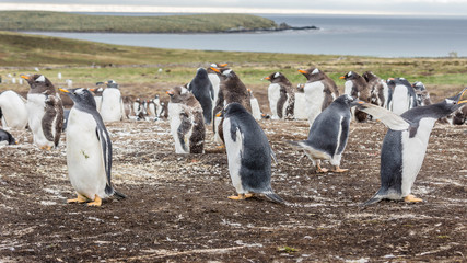 Gentoo Penguins Colony on the Falklands Islands