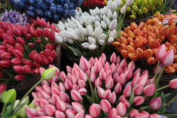 colorful tulips on Amsterdam flower market