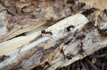 Team of forest ants, protects their home, which is in the old log. Fauna of Ukraine. Shallow depth of field, closeup.