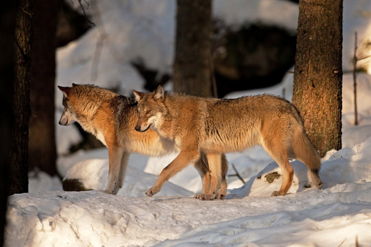 gray wolf, grey wolf, canis lupus