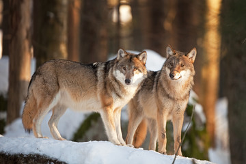gray wolf, grey wolf, canis lupus