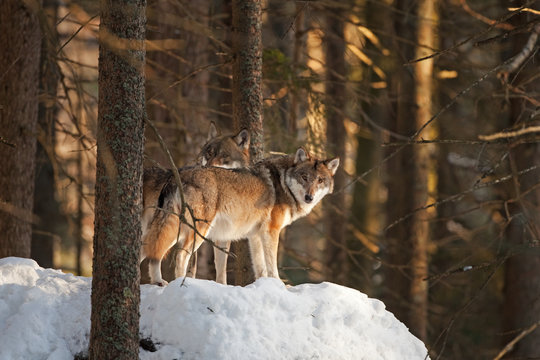 gray wolf, grey wolf, canis lupus