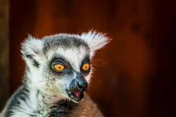 Portrait d'un singe lémurien maki catta