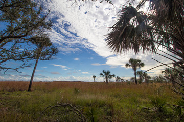 View From the Prairie Loop Trail, Kissimmee Prairie Preserve State Park, Florida