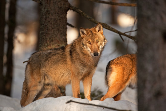 gray wolf, grey wolf, canis lupus