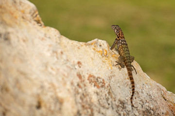 Rollschwanzleguan (Leiocephalus cubensis)