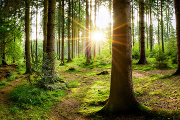 Beautiful forest with bright sun shining through the trees © Günter Albers
