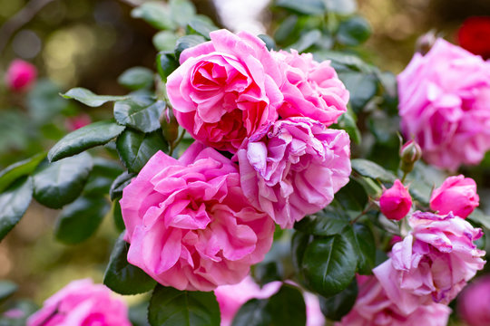 Beautiful pink roses close-up picture