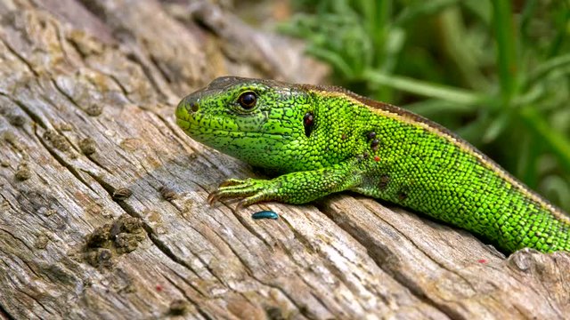Sand lizard (Lacerta agilis) full of ticks (Ixodes ricinus)