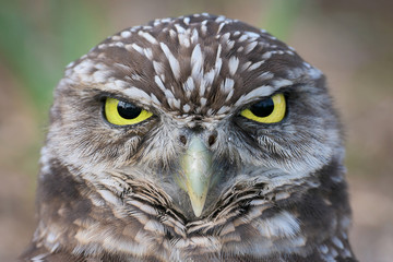 Burrowing owl closeup portrait in Marco Island, Florida © gnagel