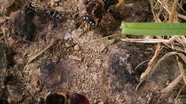 Slow motion of a mixed group of native bee species flying around and feeding on salt and minerals on a river bank in the Ecuadorian Amazon