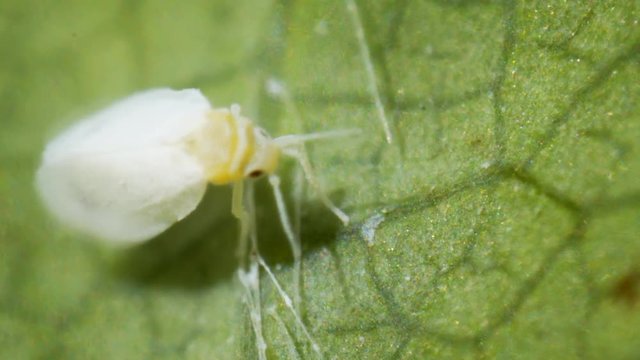 Whitefly Feeding on a Leaf in Extreme Closeup. FullHD video