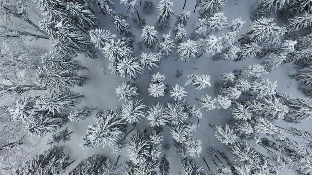Aerial drone copter view of snow covered pine forest in the mountains during a winter with lots of snow.