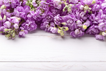 Spring Lilac mattiola flowers