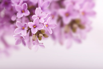 Spring Lilac flowers