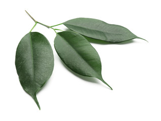 Fresh green ficus leaves on white background