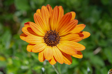 Orangefarnbene Margerite