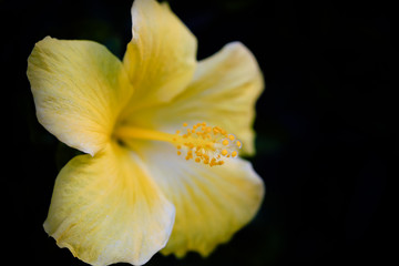 Fototapeta na wymiar hibiscus ©2017 Ranae Keane-Bamsey Photography www.EMotionGalleries.com