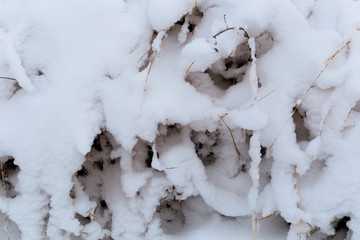 Tall grass covered with snow after a snowstorm. Nature in winter.