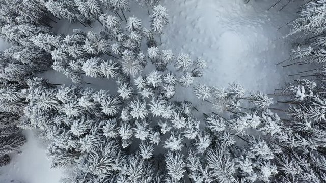 Aerial drone copter view of snow covered pine forest in the mountains during a winter with lots of snow.