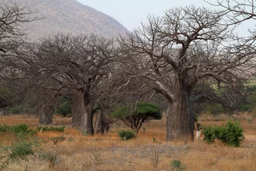 Papier Peint photo Lavable Baobab Les baobabs en Afrique