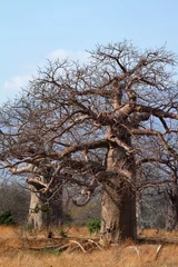 Papier Peint photo Baobab Les baobabs en Afrique