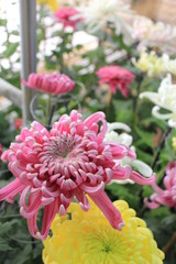 chrysanthemum flowers in the garden