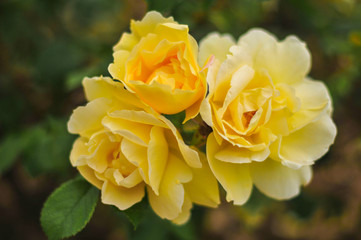 beauty, flower, gardenrose, pink, garden, red, background, flower, closeup, beautiful, nature, green, color, summer,