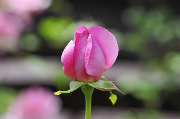 beauty, flower, gardenrose, pink, garden, red, background, flower, closeup, beautiful, nature, green, color, summer,
