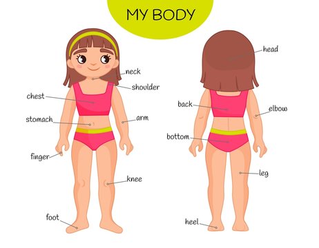 Educational material for children My body. Illustration of a cartoon girl.