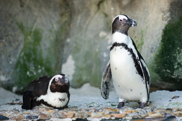 Obraz premium A jackass penguin lying on its stomach while another one stands next to it
